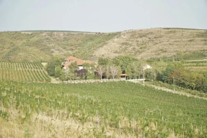 Crama Basilescu din Prahova cu vinuri si spatii de degustare